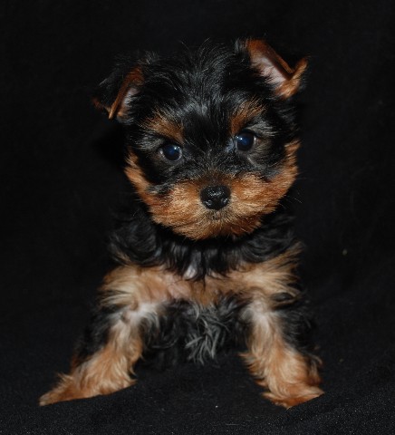 Bebe1hugelman