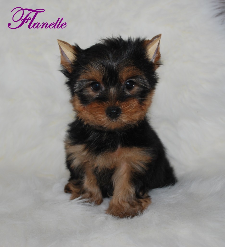 Flanelleoz291110