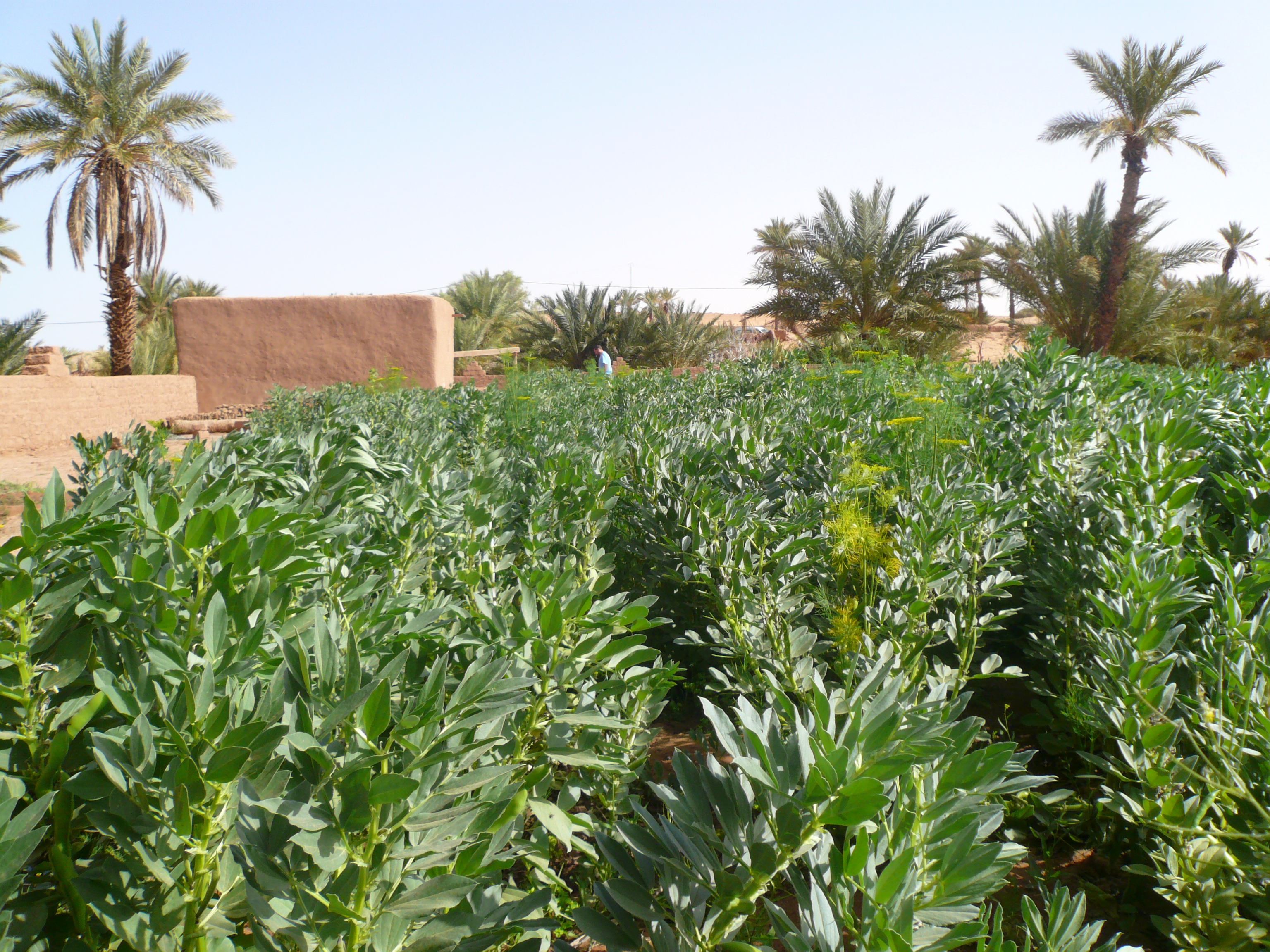 Taghit mars 2008 plantation 2 055