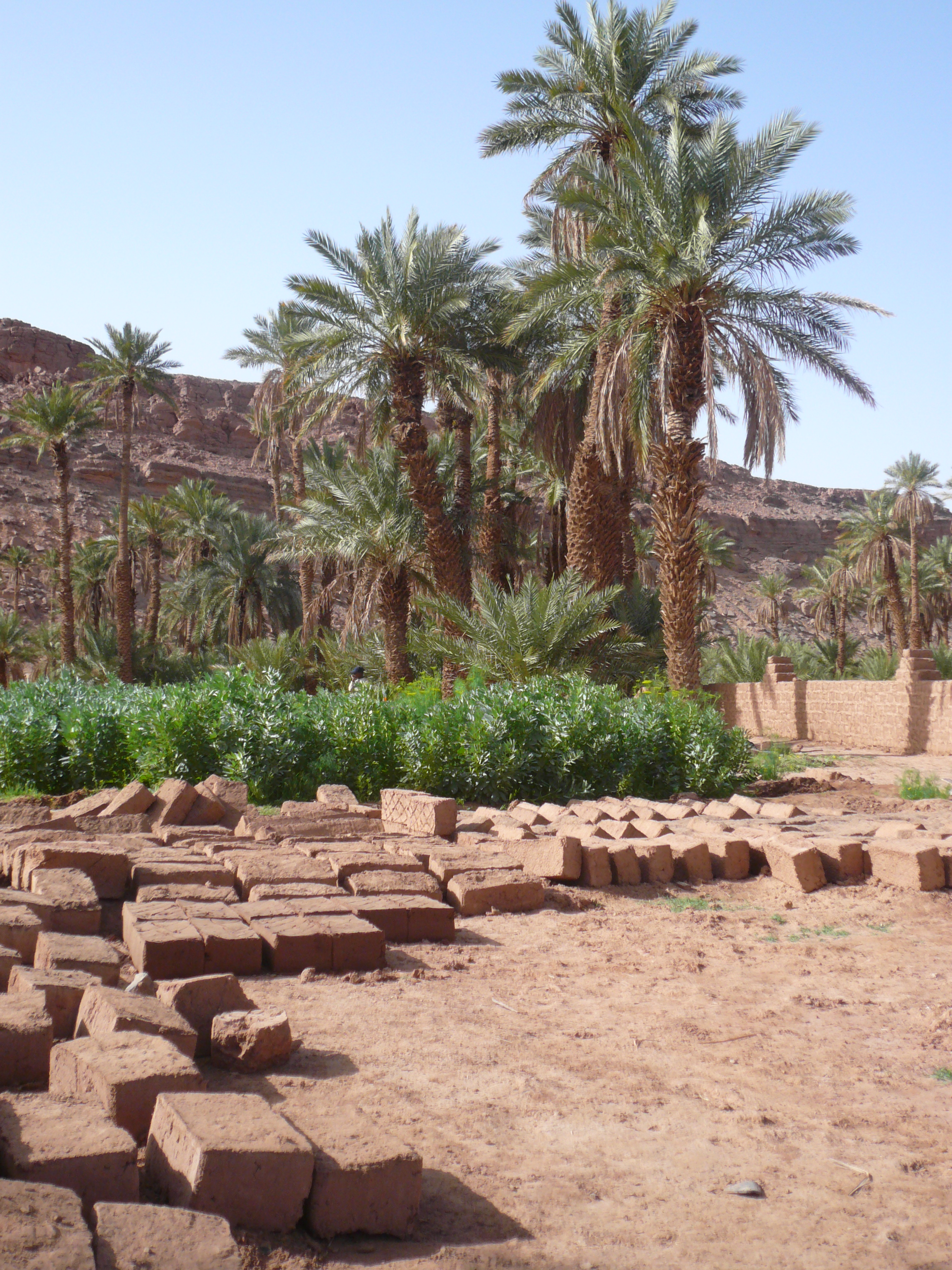 Taghit mars 2008 plantation 2 043