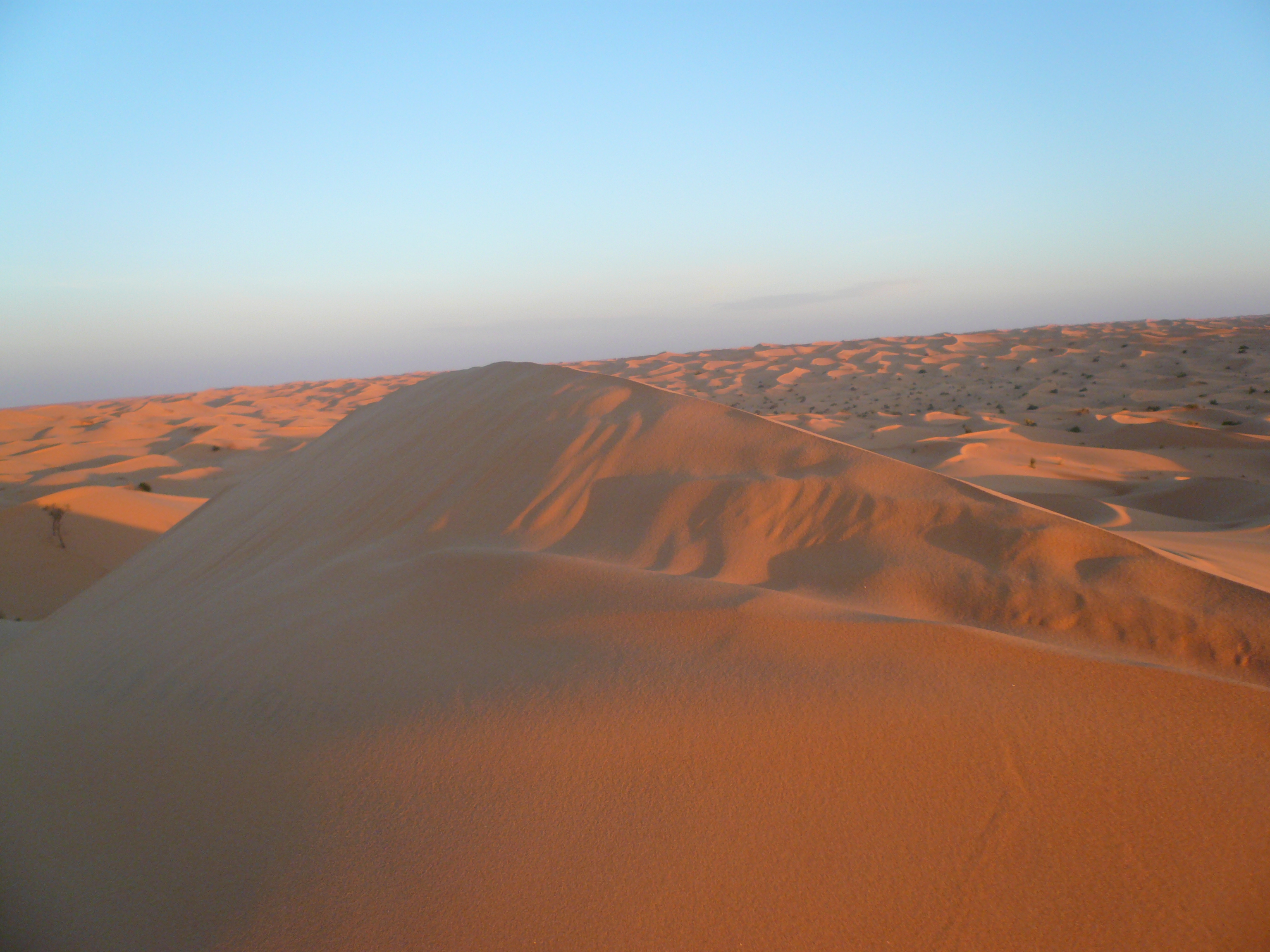 Taghit mars 2008 plantation 2 139