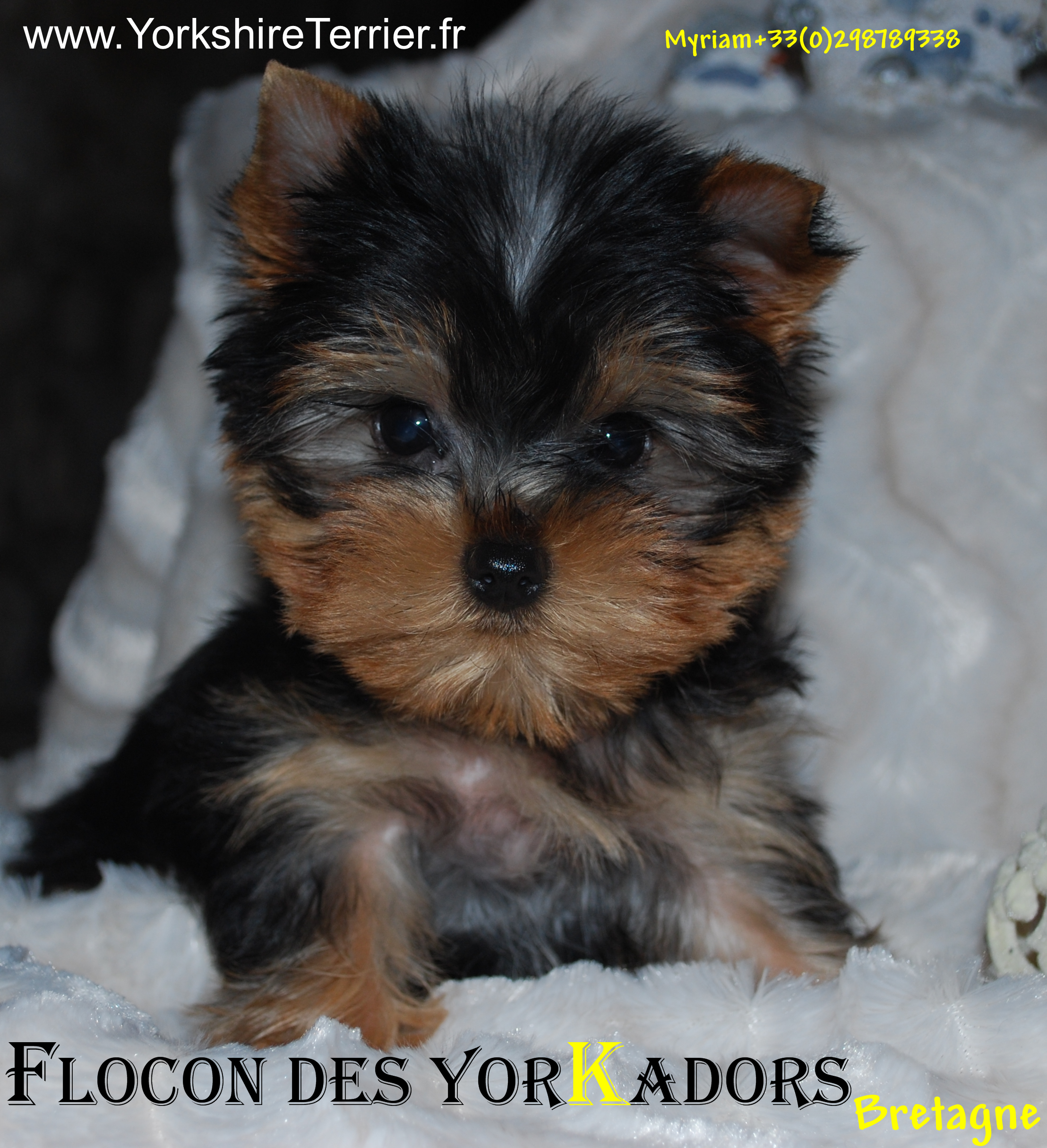 Flocon