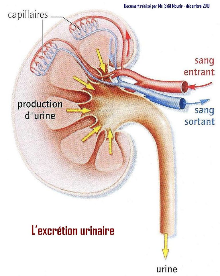 Excretion urinaire2 1 