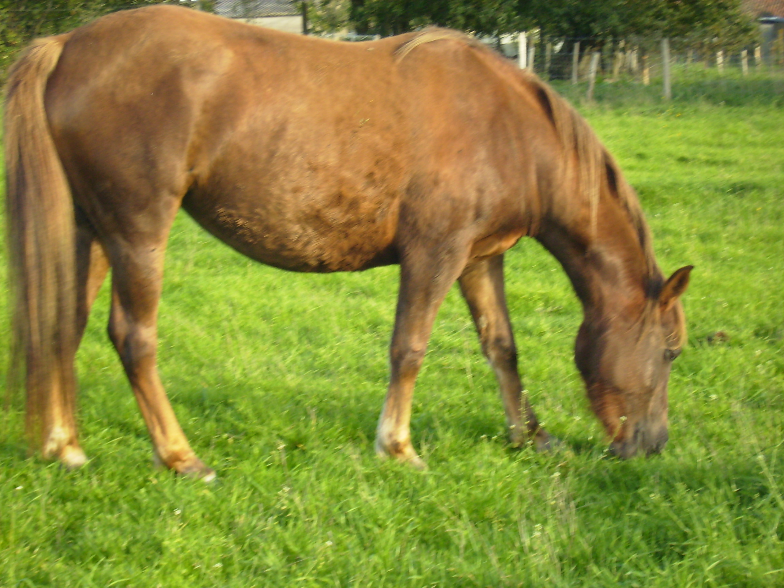 Phaona