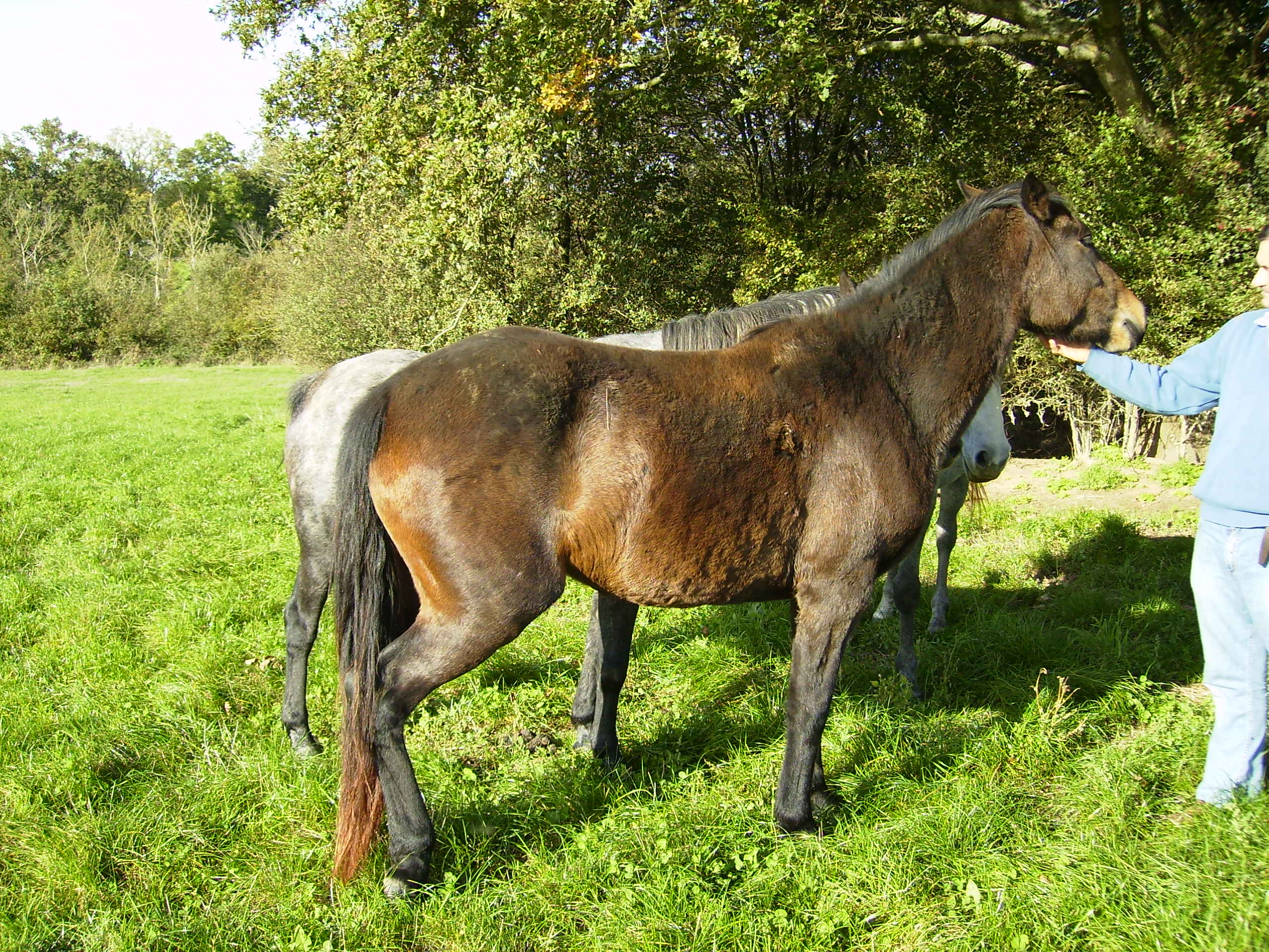 Paddy des vignes