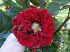 Rose de la Helardiere site