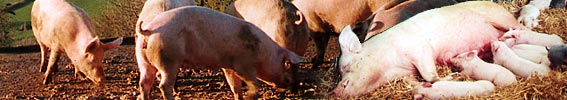 Bandeau cochon