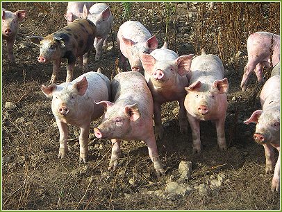 Elevage porc 1