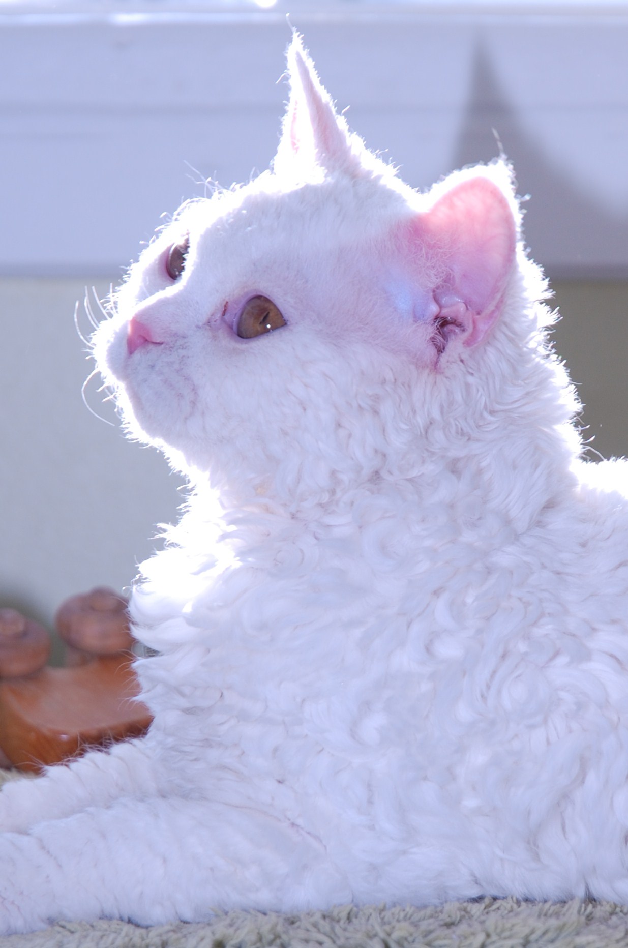 Chatterie d'Amélie, Selkirk rex