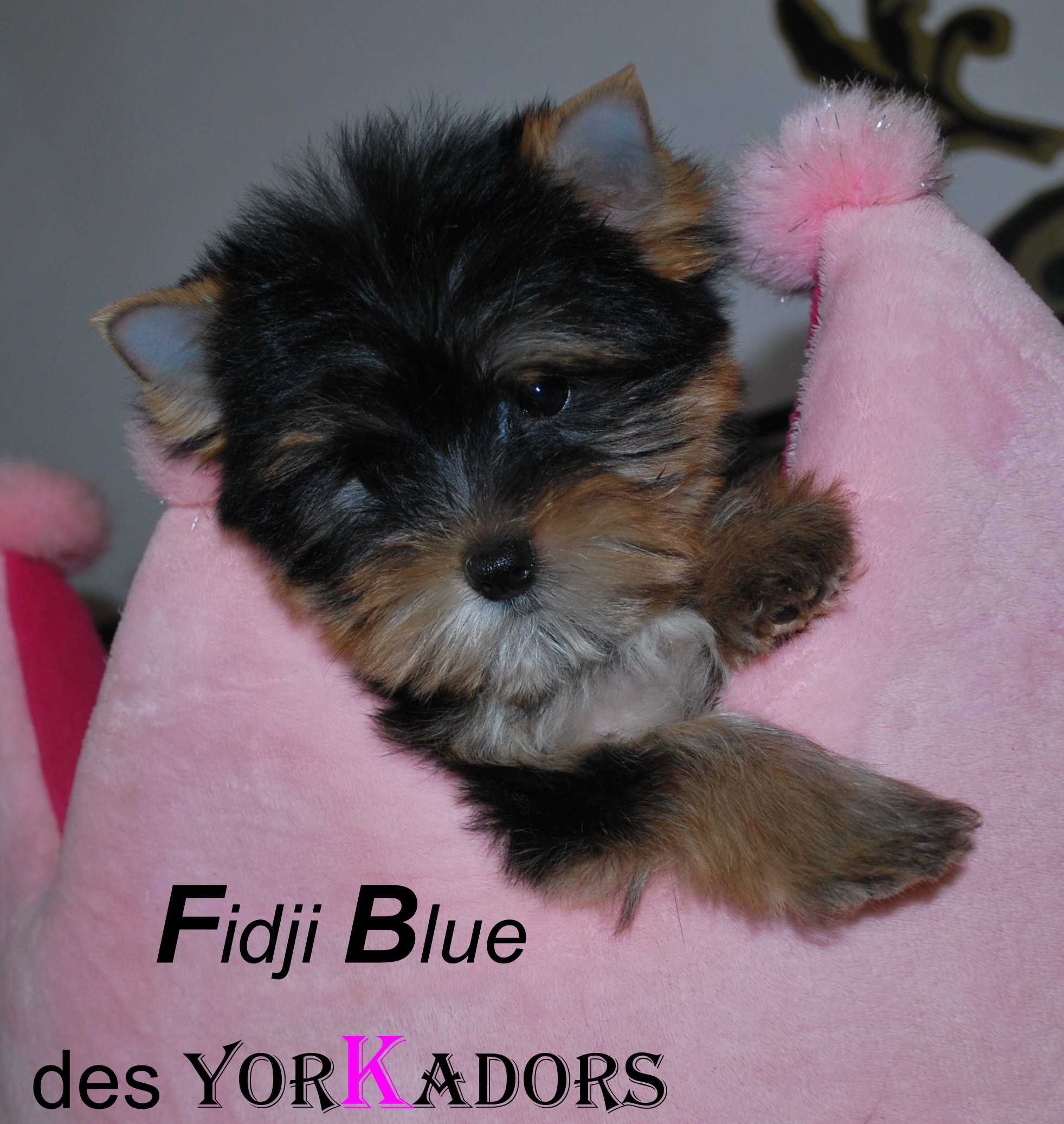 Fidji blue