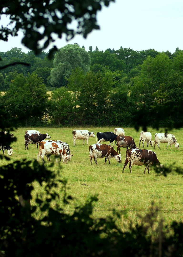 Vaches ds les fourres