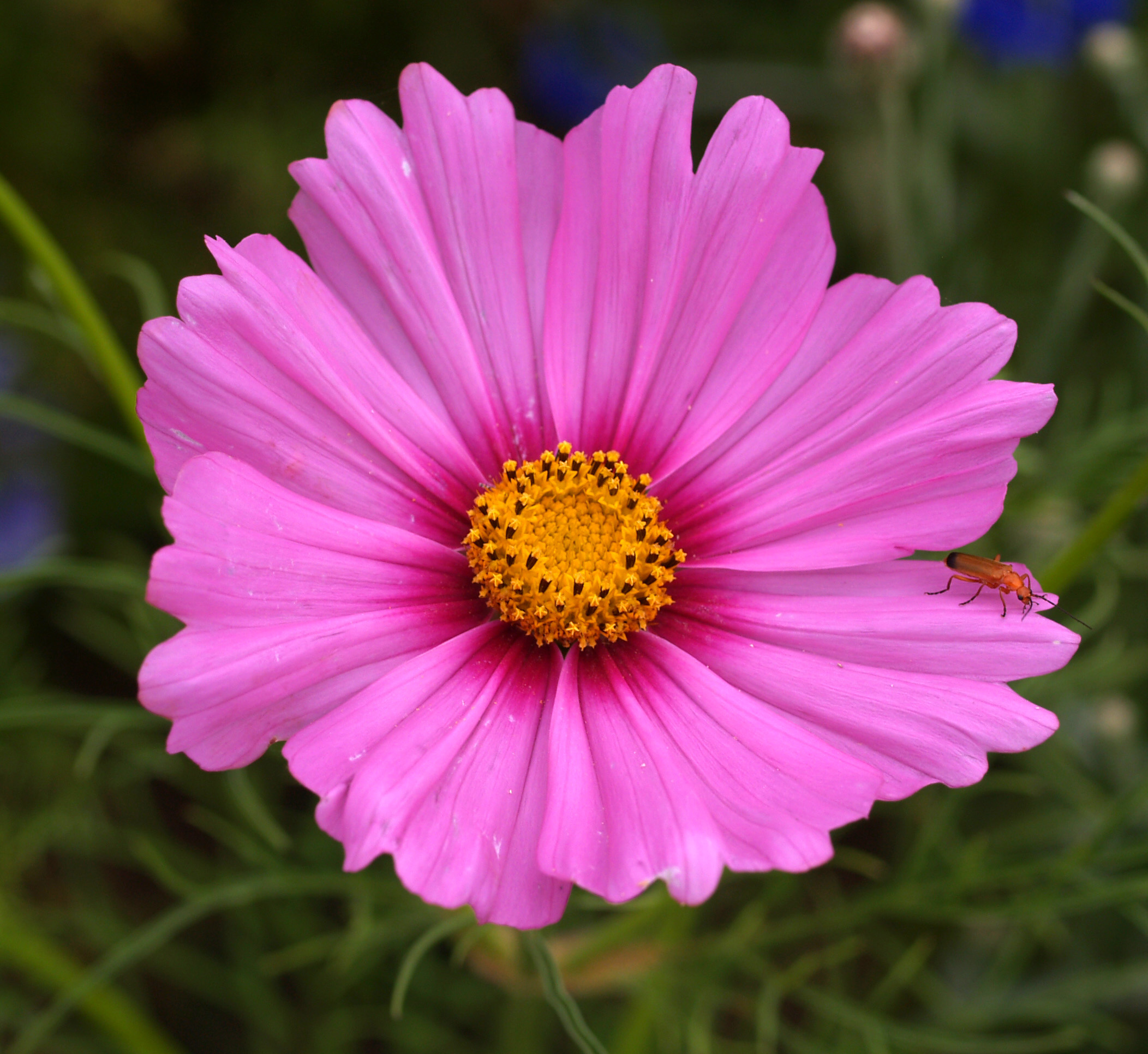 Cosmos
