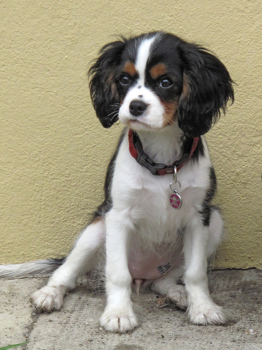 LULU Cavalier King Charles