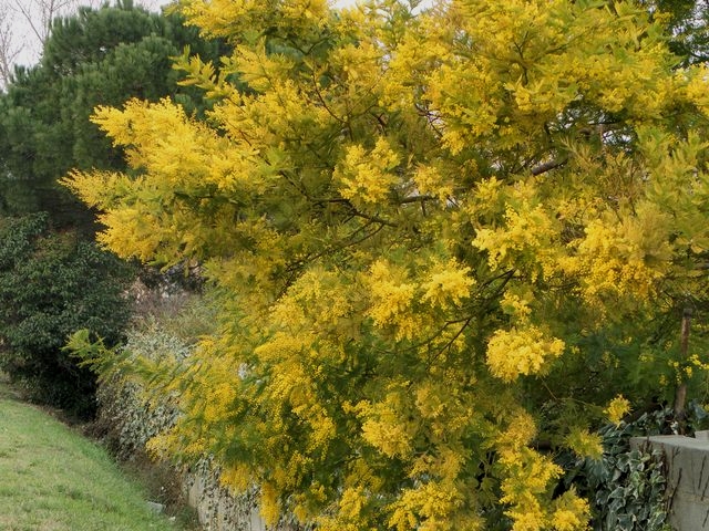 Pyrenees9
