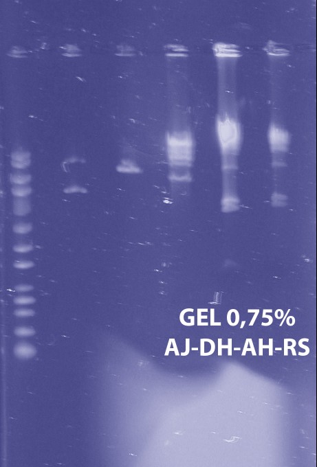Gel1