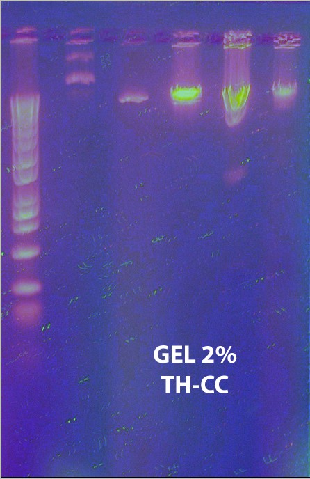 Gel4