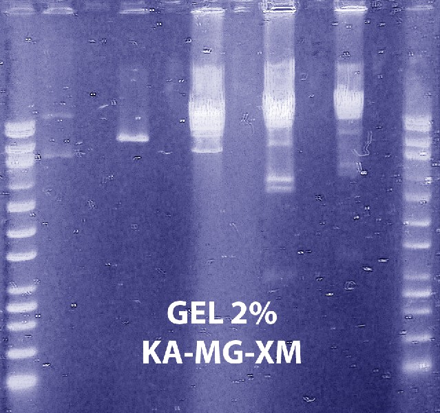Gel6
