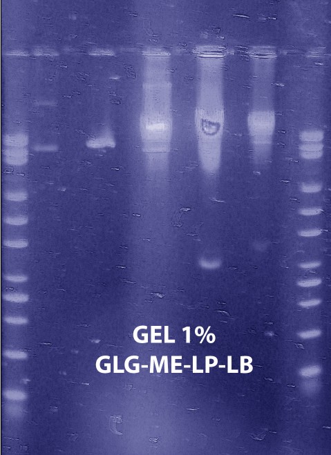 Gel7
