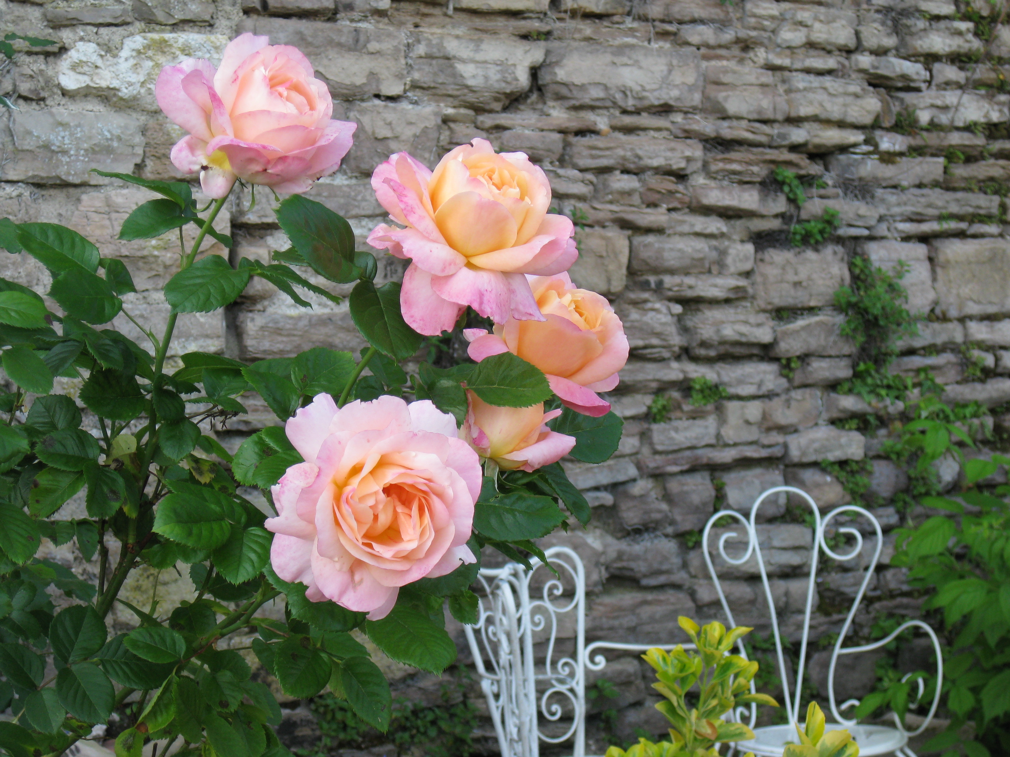 Rosesjardin