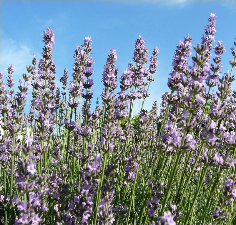 Huile essentielle lavande1
