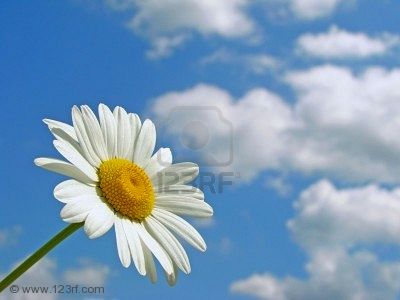 5030369 marguerite sauvage contre le ciel bleu avec des nuages l gers