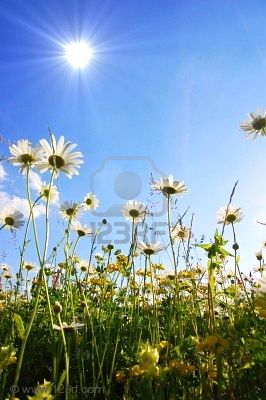 5051661 marguerite fleurs de ci dessous avec le ciel bleu journ e d 39 t ensoleill e