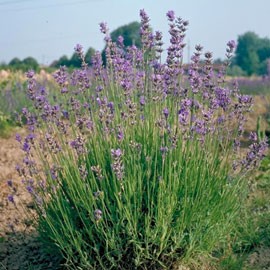 Lavandula angustifolia grosso 1 