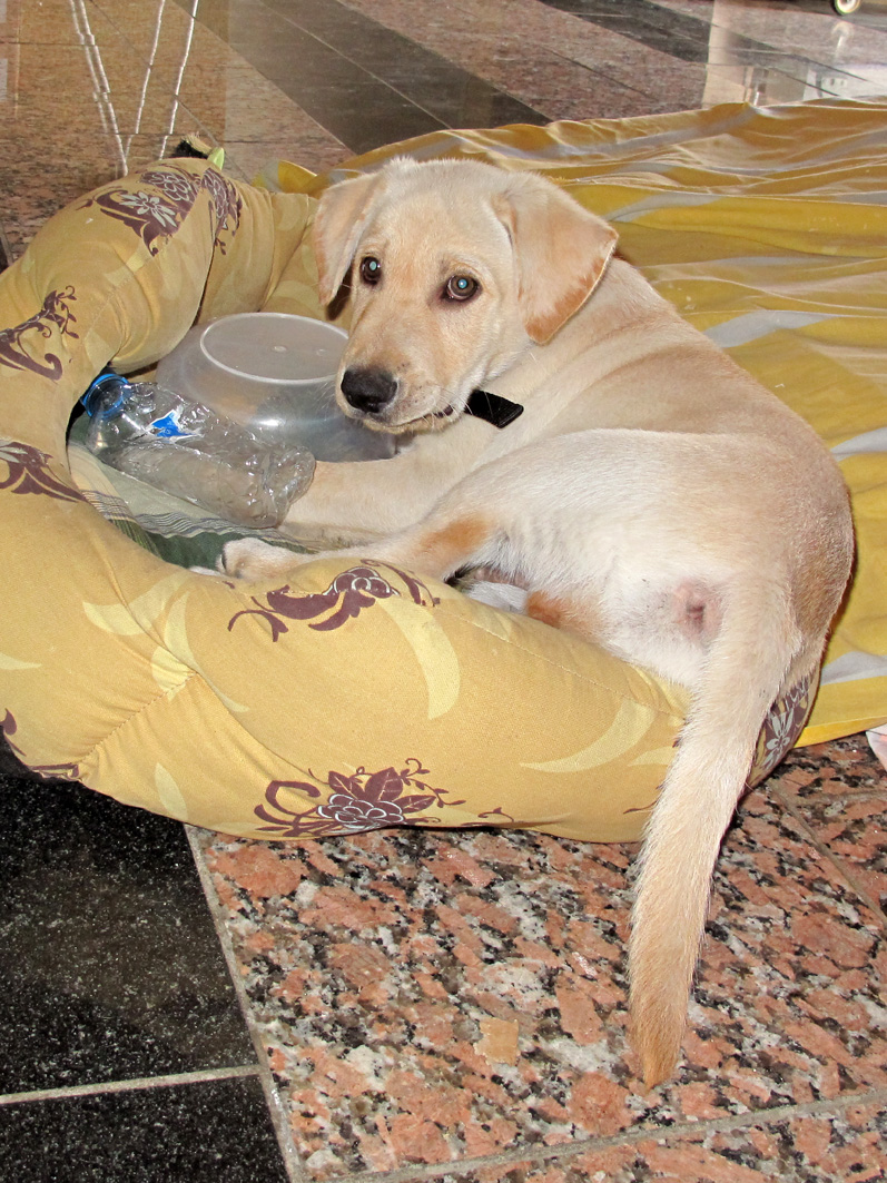 GUINNESS Labrador