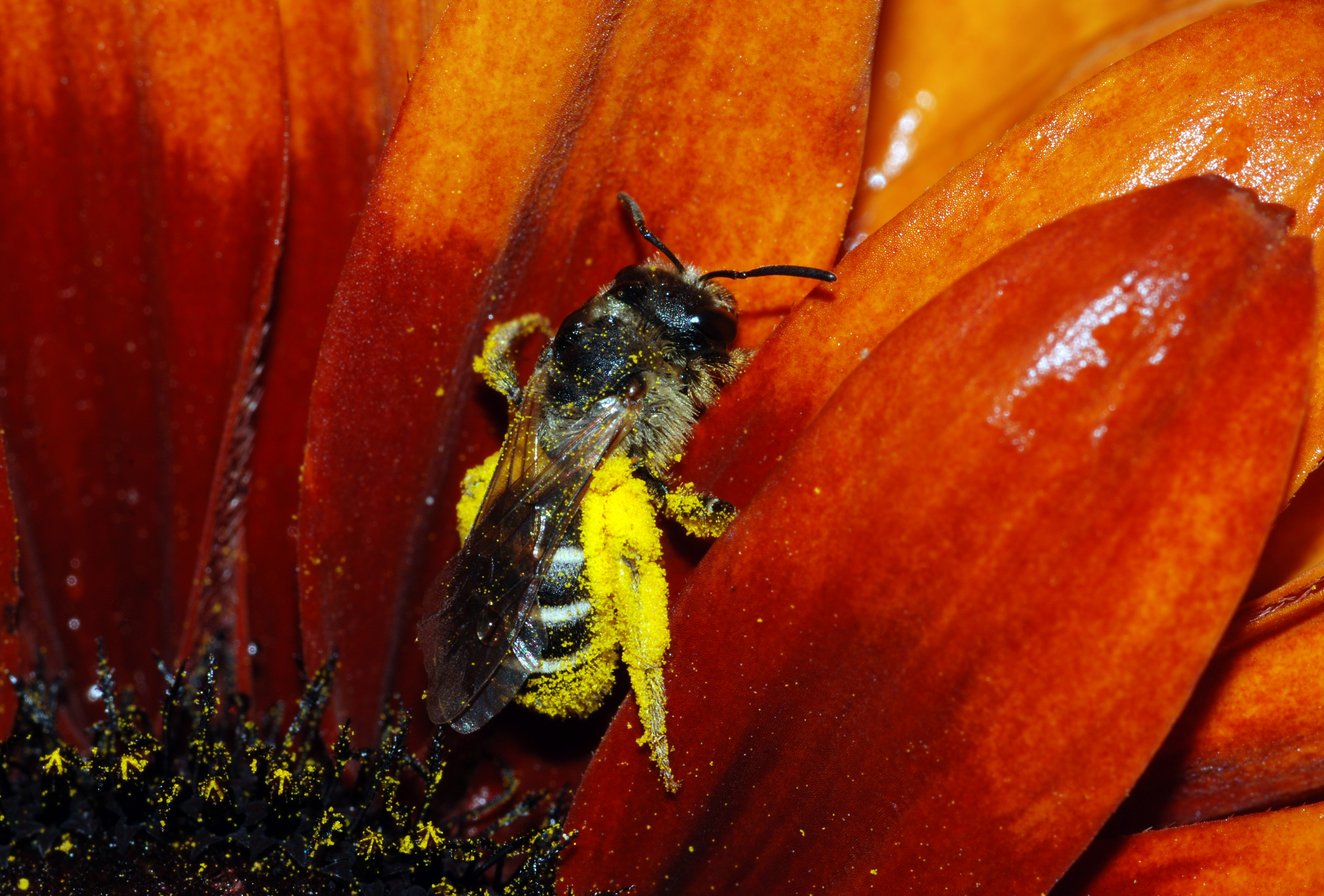 Abeille andraenidae Nice 19 VII 2011 b