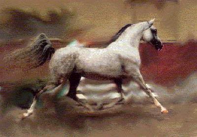 JS MARRAK
(Warandes Plakat x Nasoulah)
