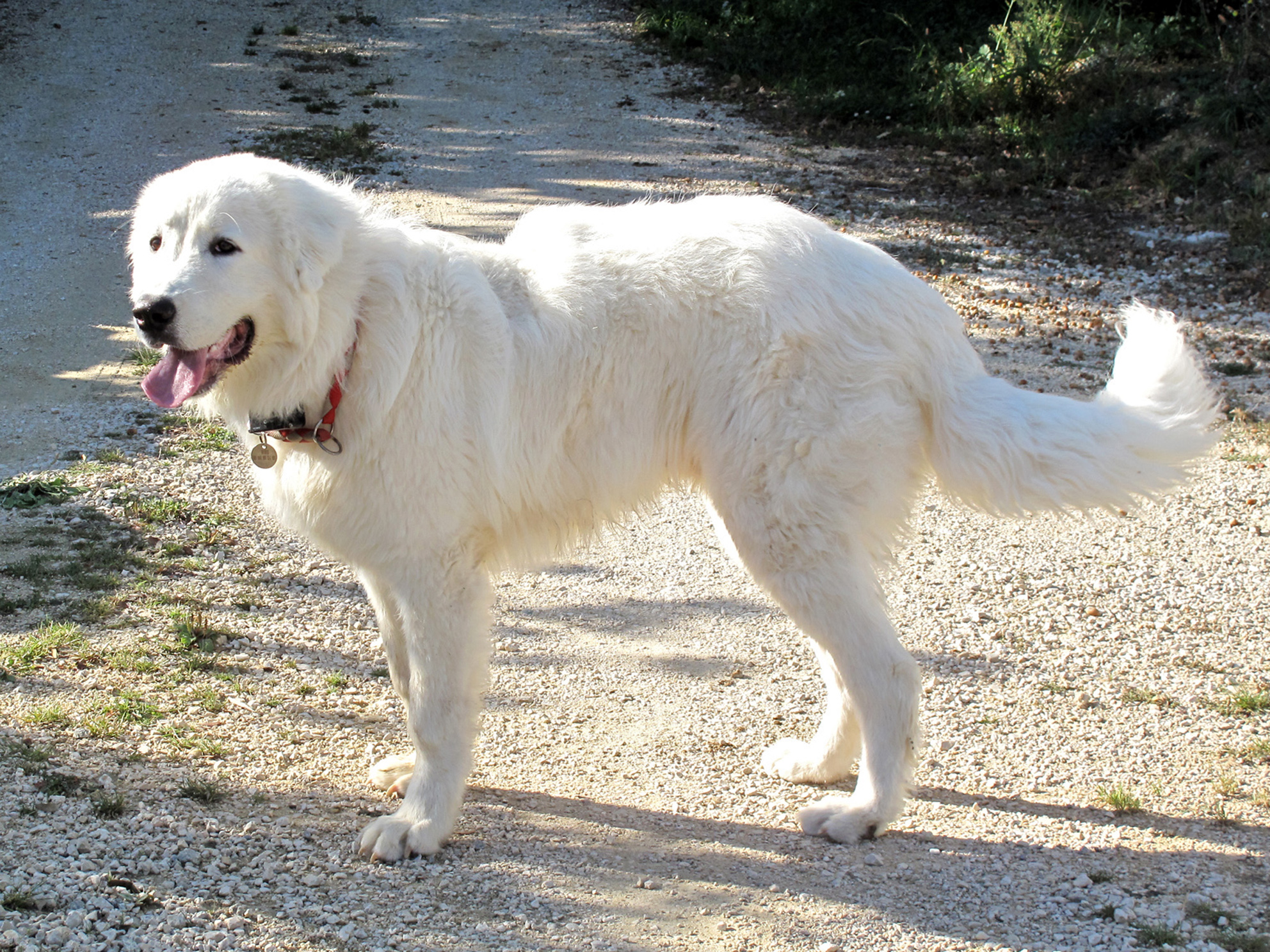 GINO, 6 mois, Berger des Abruzzes