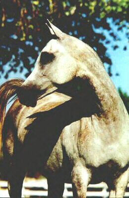 Arnelle Athena - 1994
(Monitor x Mylencka - Poulenc - Peleng)

