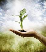 Plantes