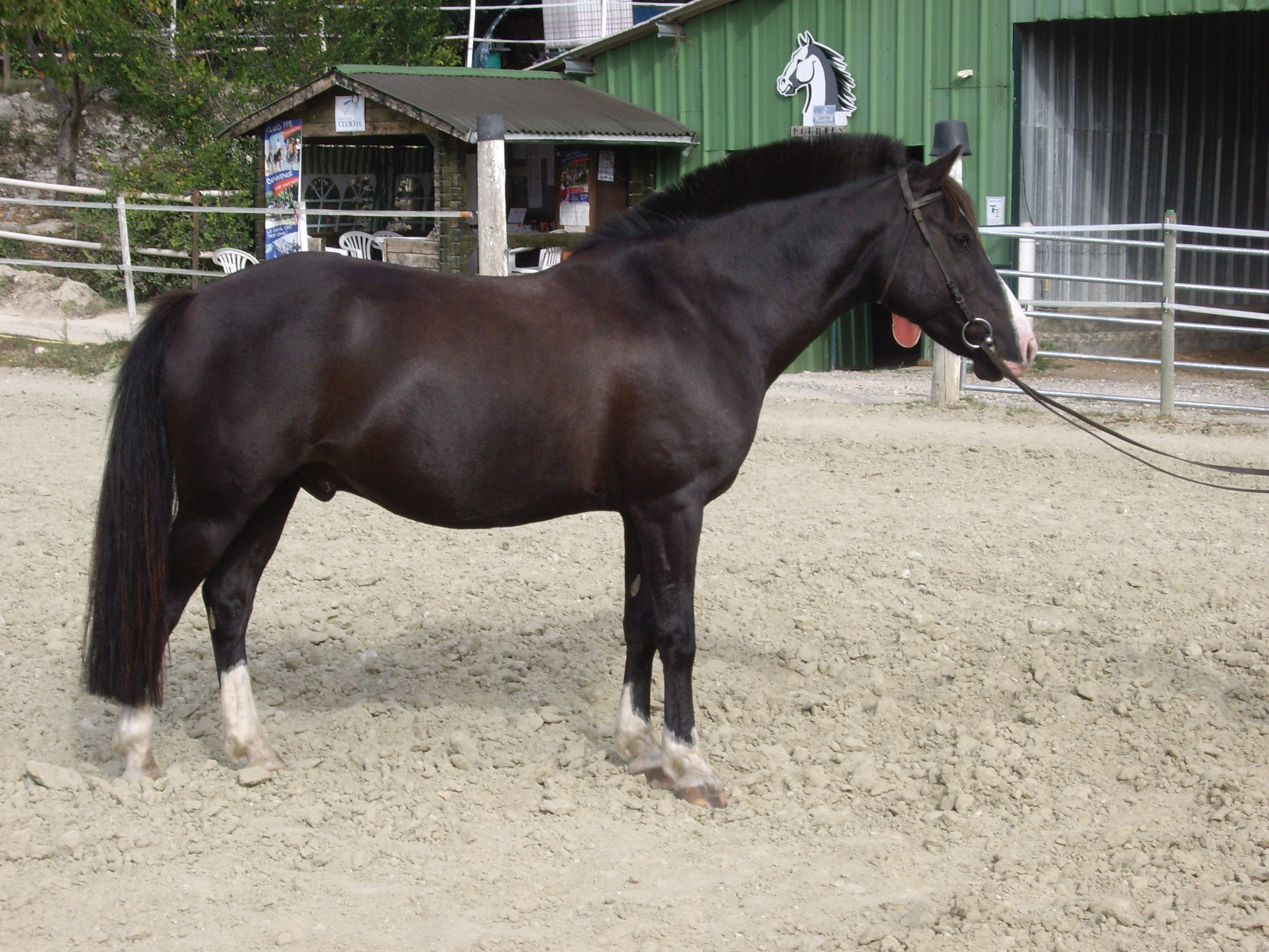 Poney site 033