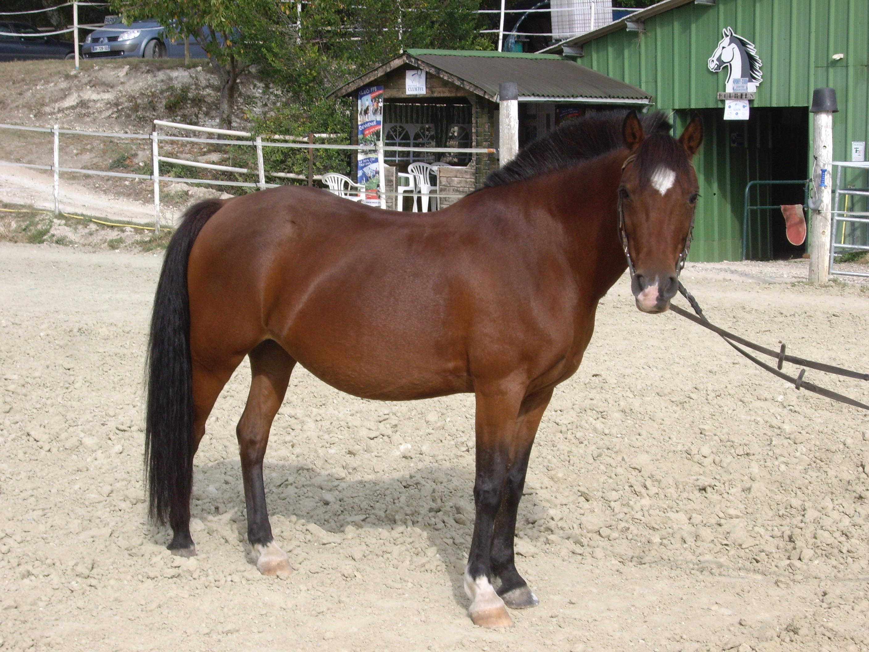Poney site 035