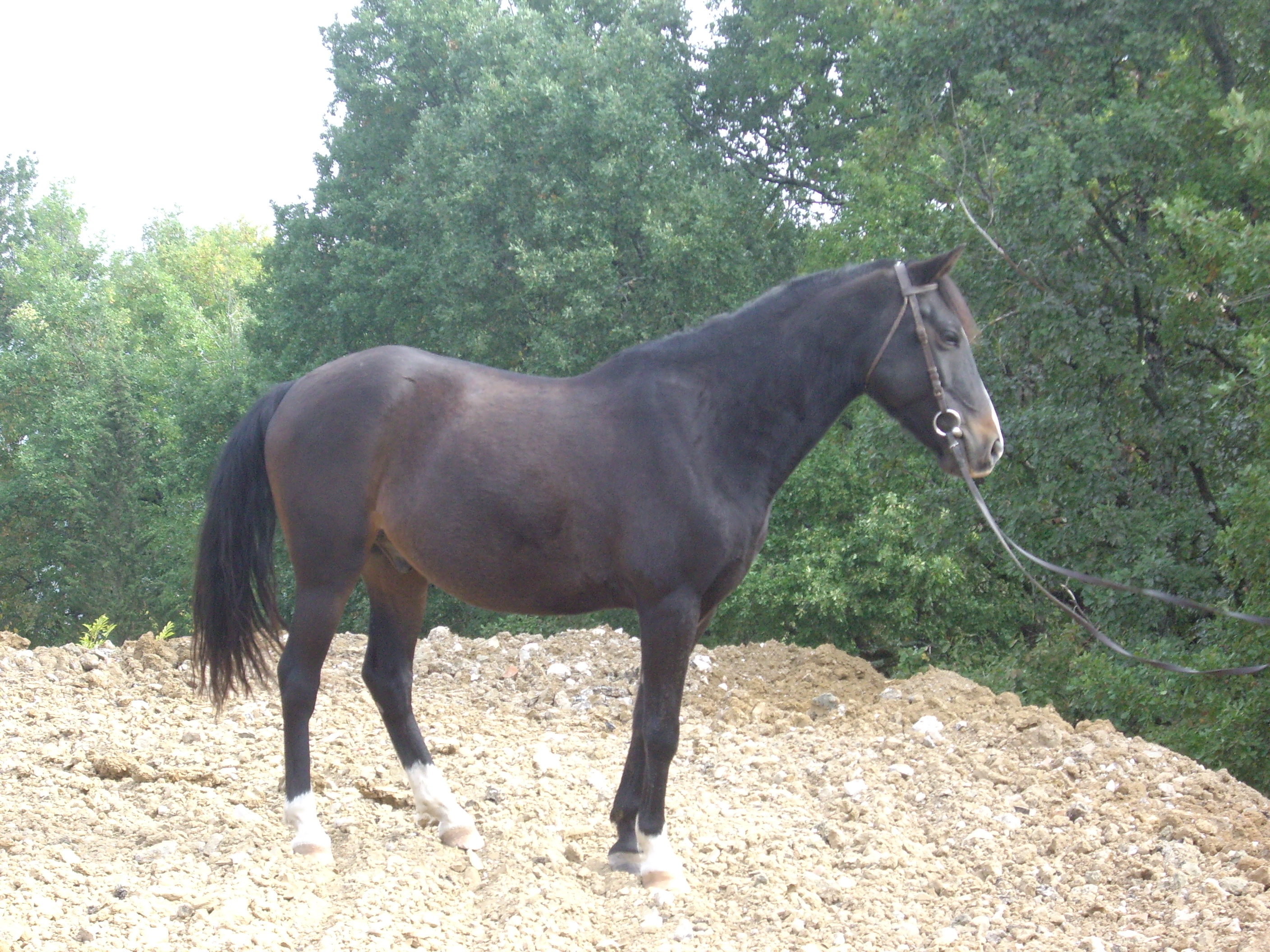 Poney site 037