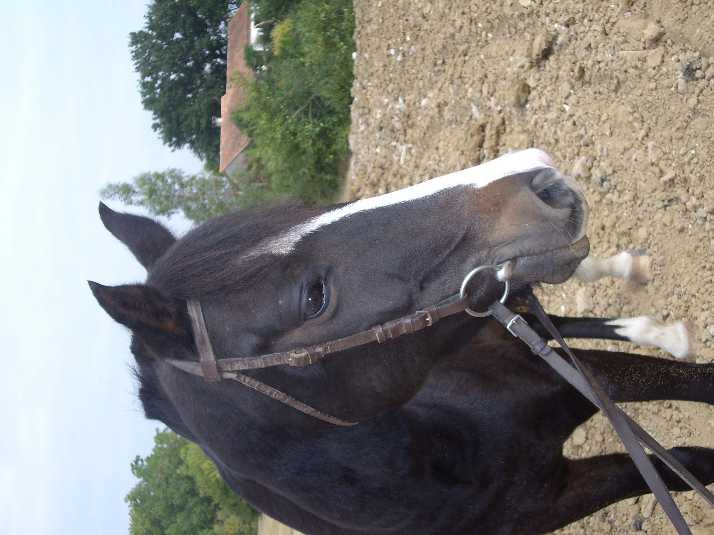Poney site 042