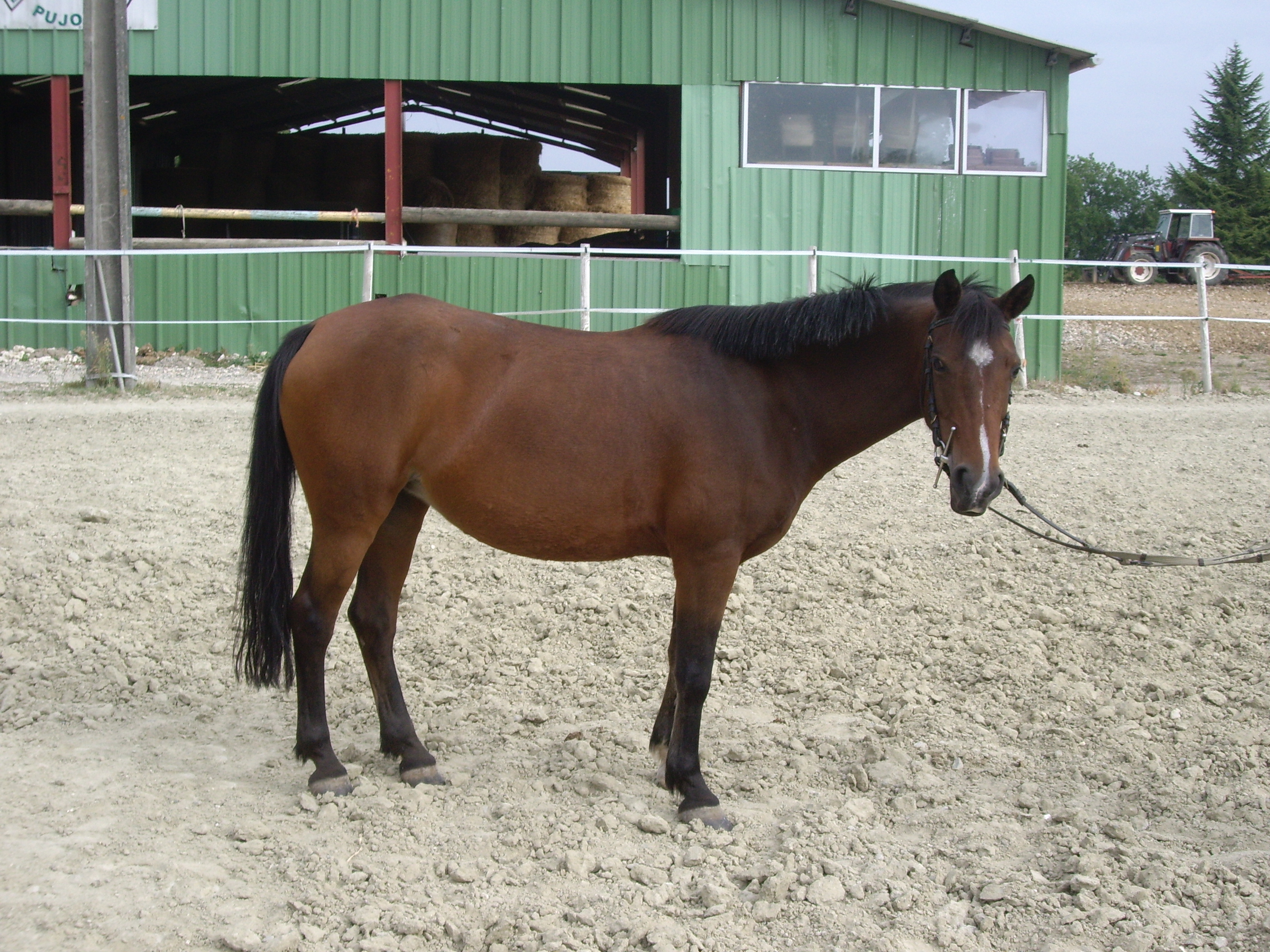 Poney site 043