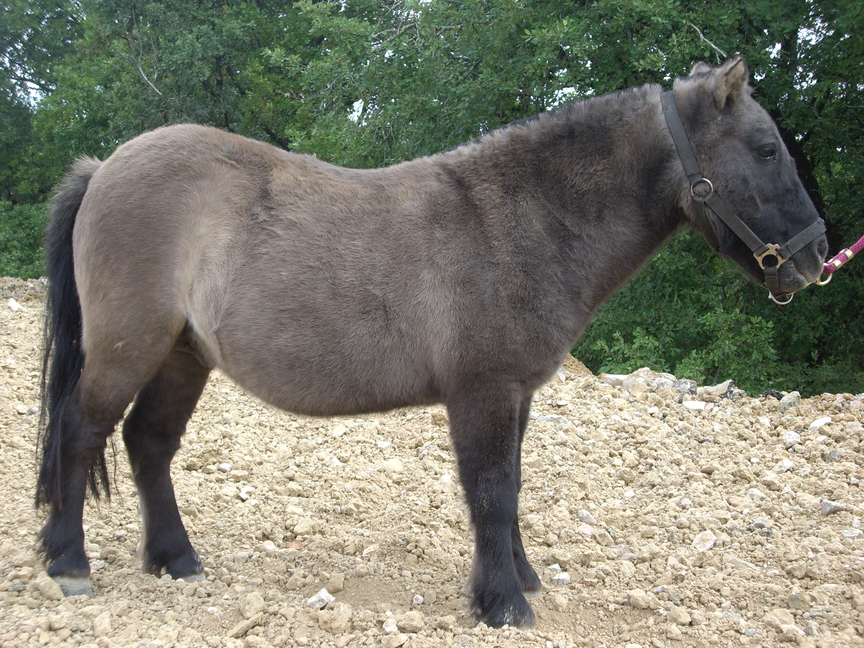 Poney site 058