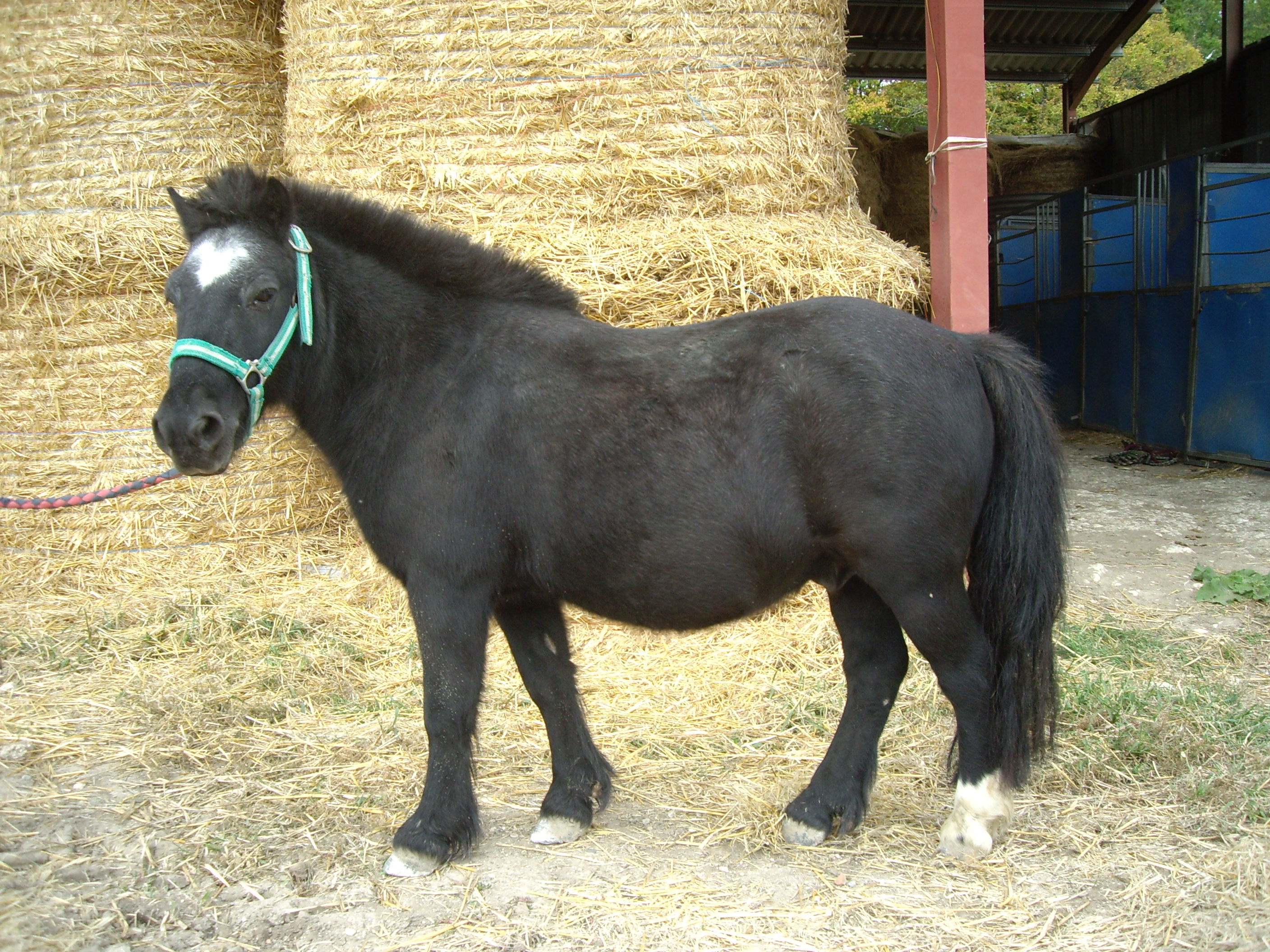 Poney site 063