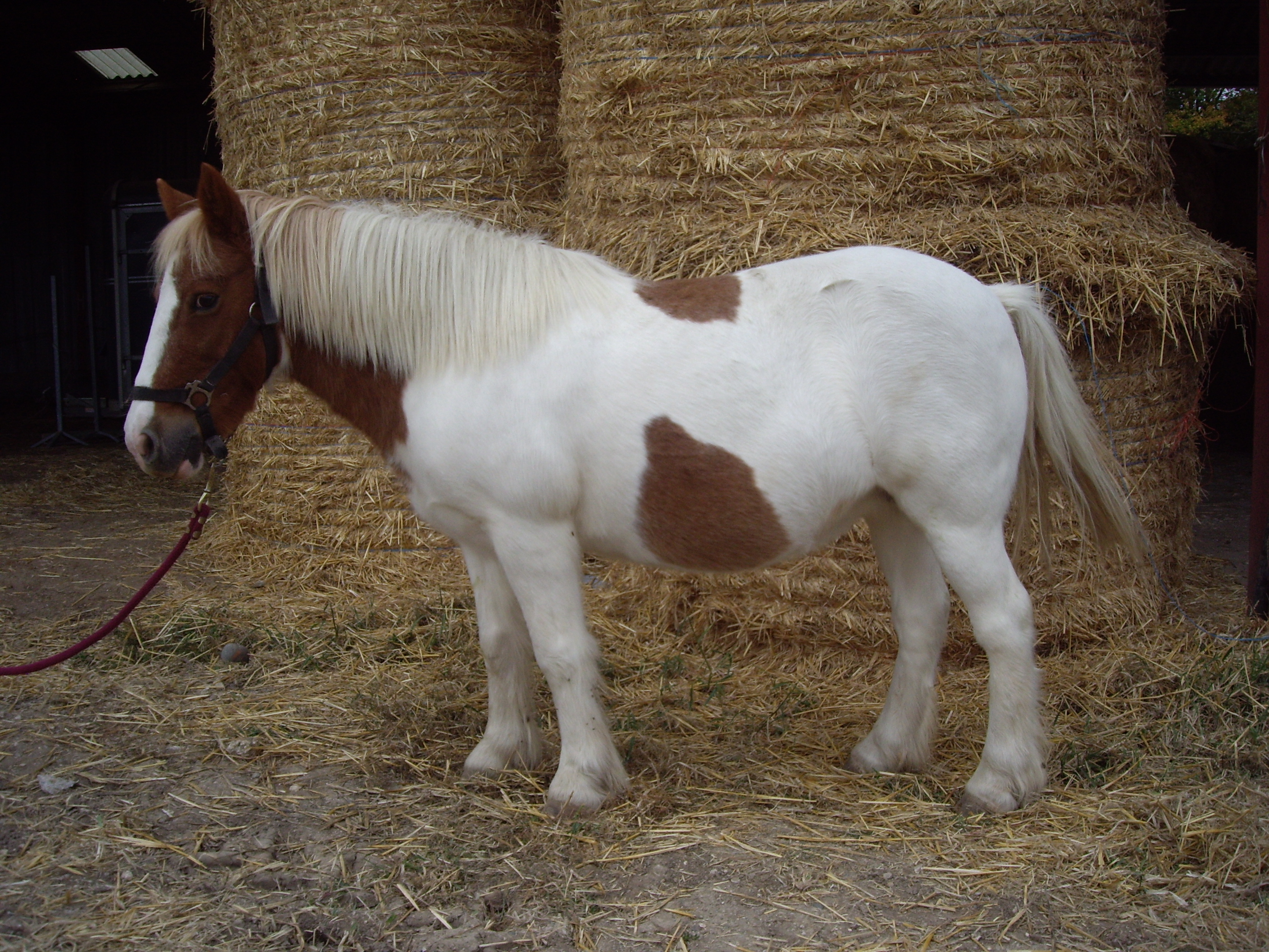 Poney site 070