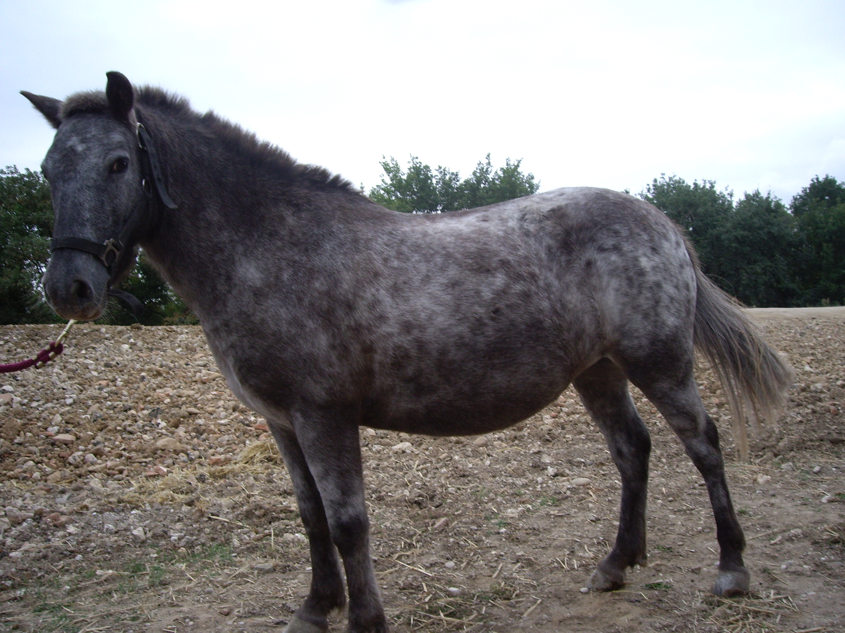 Poney site 078