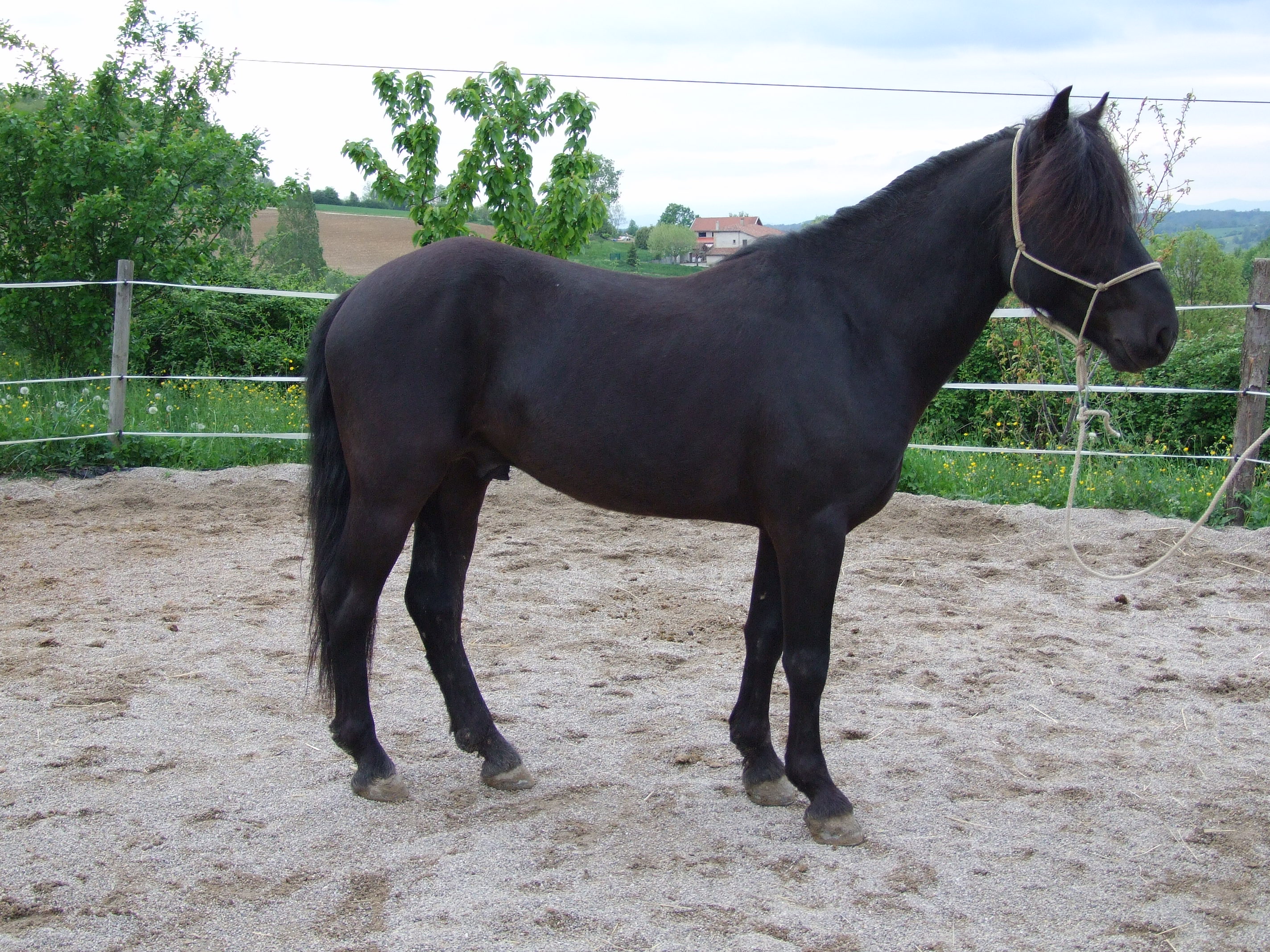 Roitelet anp
