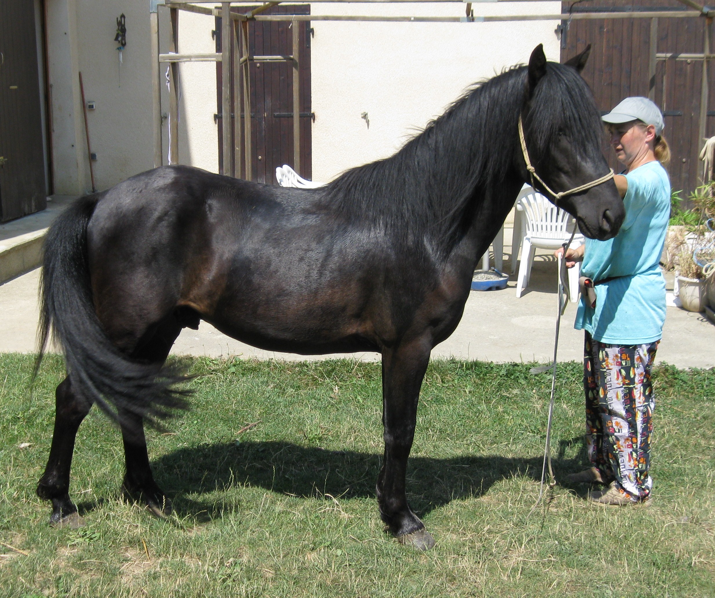 Tenor