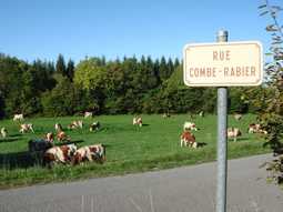 Les vaches 7 