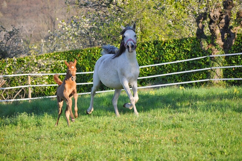 Arnelle Altaya
(JS Marrak x Origane Delgi - ASS Kendal)
2002