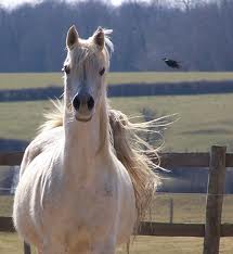 Arnelle Alifa - 1990
(Ibn Faanah x Yedaya - Nawal Moniet S)
Propriétaire : Alifa Arabians


