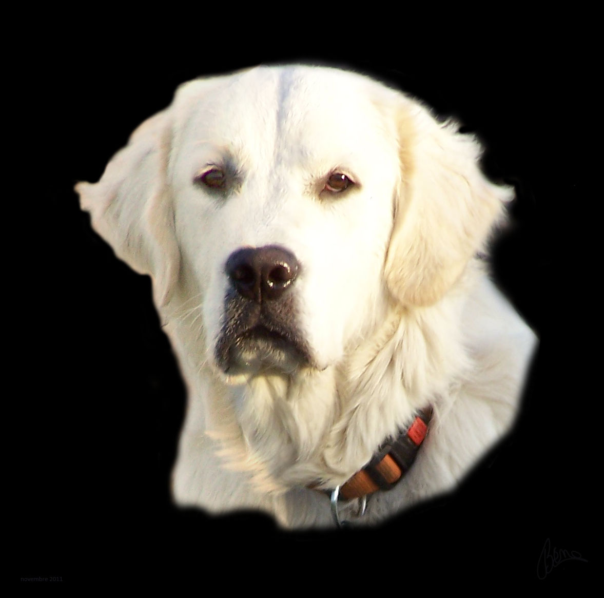 Ghost portrait novembre 2011