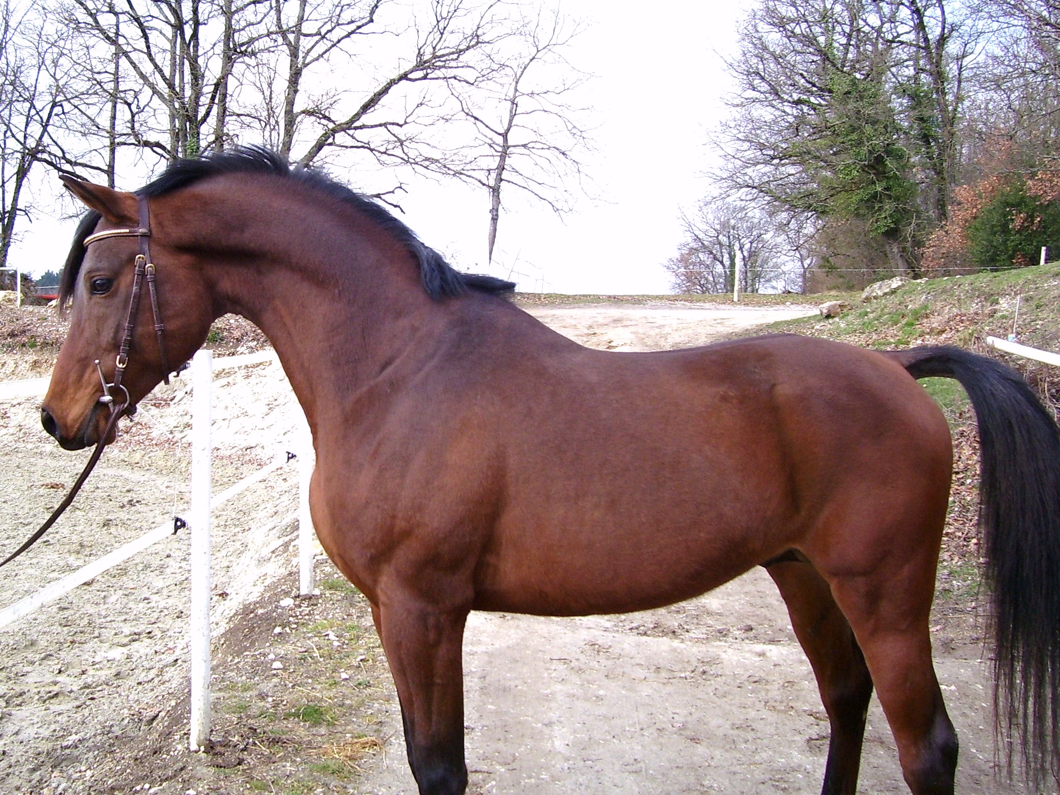 Photo 2008 217 Copie