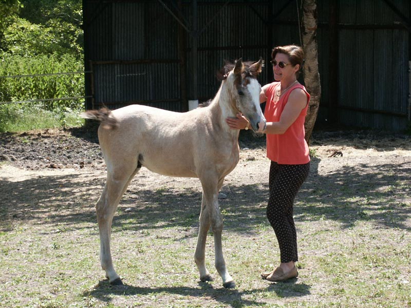 Arnelle Avoriaz - 2002
(JS Marrak x Platinum Fantasie - Platinum Phantom)
